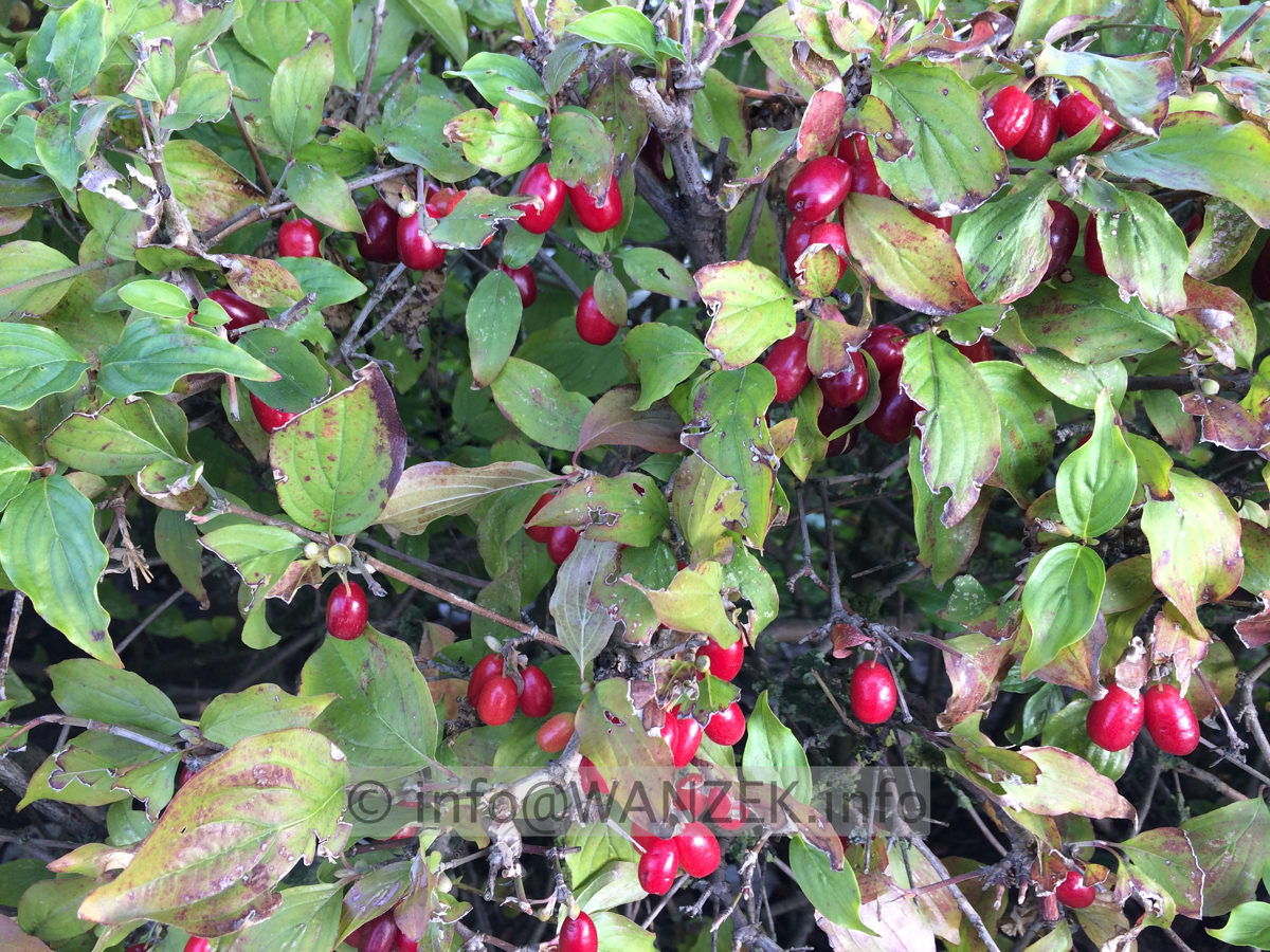 Cornus mas - Beeren.JPG